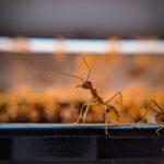 Ant Control Sydney | Ant Pest Control